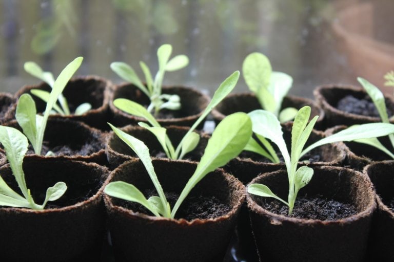 Grow Your Own Fruit and Veg with Children Blog